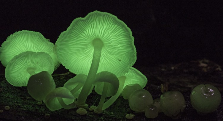  Biolumineszente Pilze bei Nacht. 